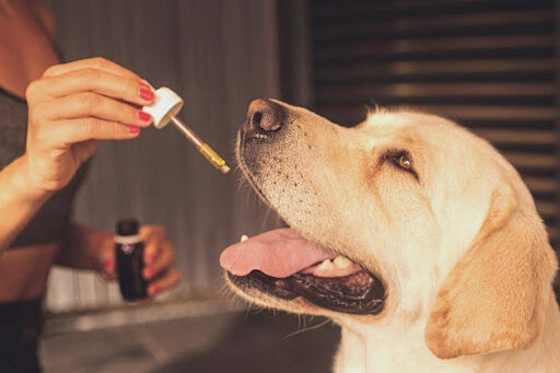 How CBD Supports Pet Behavior Training